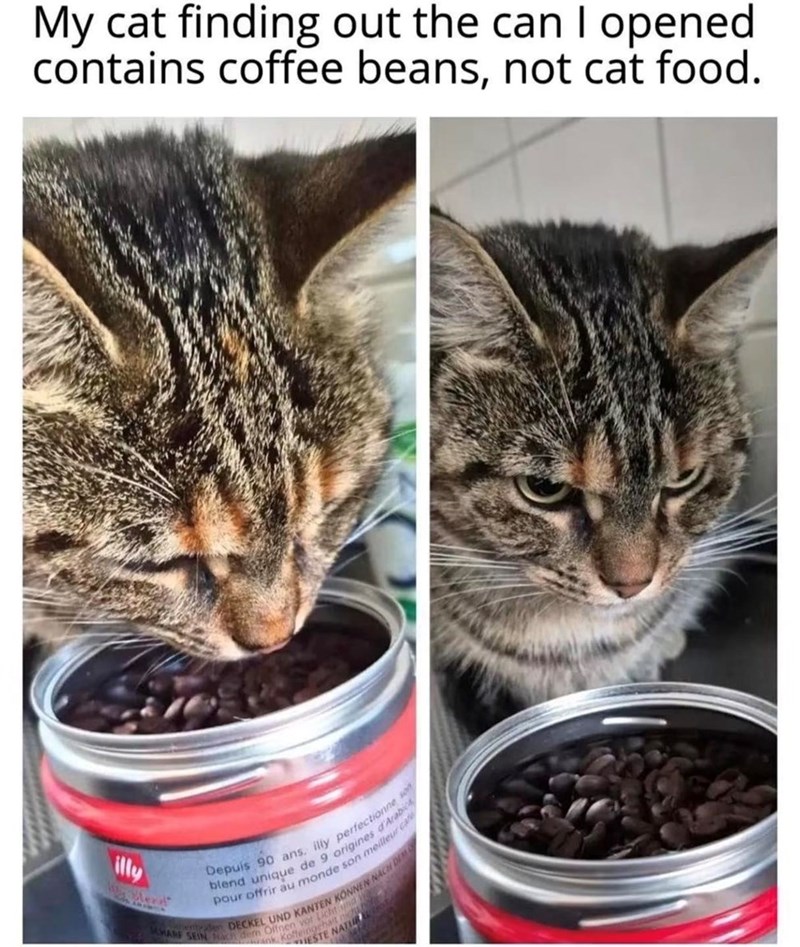 My cat finding out the can I opened contains coffee beans, not cat food. illy Depuis 90 ans, illy perfectionne son blend unique de 9 origines d'Arabic pour offrir au monde son meilleur ca sentaden DECKEL UND KANTEN KÖNNEN NACH DEM MHARF SEIN Nach dern Offnen vor Licht NATUR