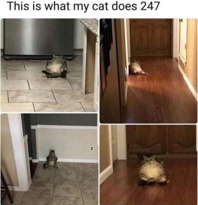 This is what my cat does 247