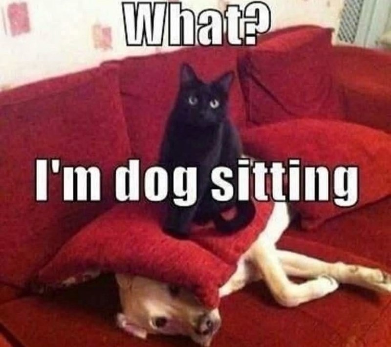 What? I'm dog sitting