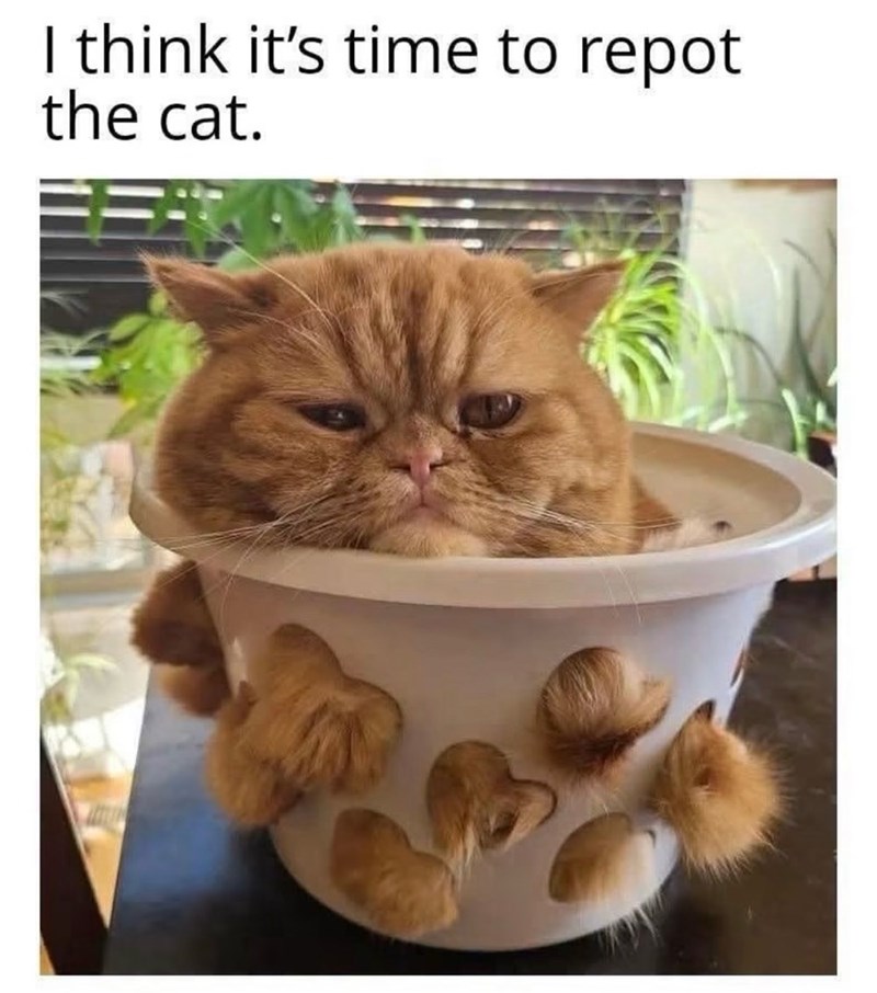 I think it's time to repot the cat.