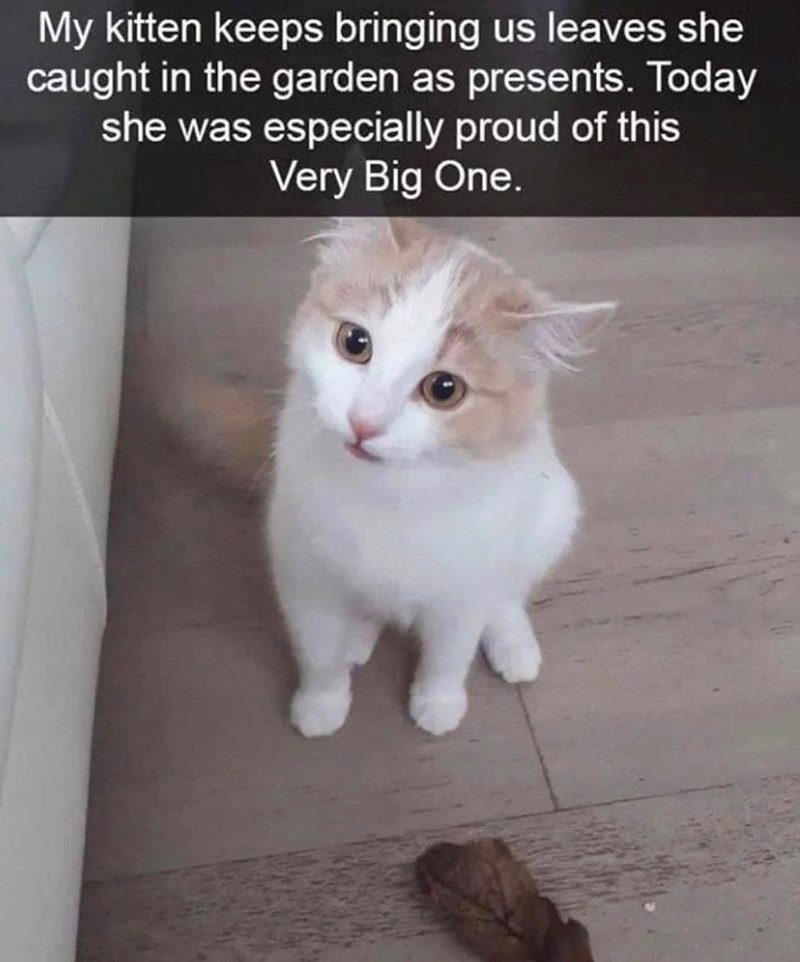 My kitten keeps bringing us leaves she caught in the garden as presents. Today she was especially proud of this Very Big One.
