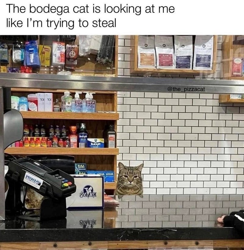 The bodega cat is looking at me like I'm trying to steal ALOSIT hoben XXX OMAN BubyM HubуM Birba ThebA A VIA гомай ноизят O @the_pizzacat