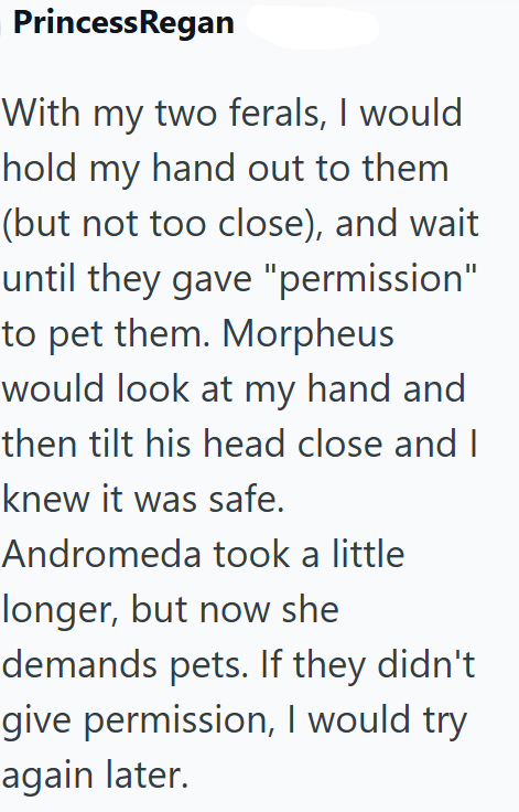 PrincessRegan With my two ferals, I would hold my hand out to them (but not too close), and wait until they gave "permission" to pet them. Morpheus would look at my hand and then tilt his head close and I knew it was safe. Andromeda took a little longer, but now she demands pets. If they didn't give permission, I would try again later.