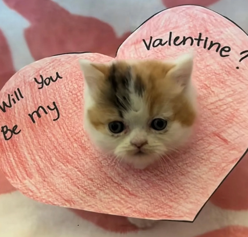 Will You Be my Valentine