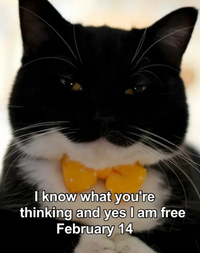 I know what you're thinking and yes I am free February 14