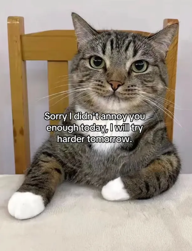 Sorry I didn't annoy you enough today, I will try harder tomorrow.