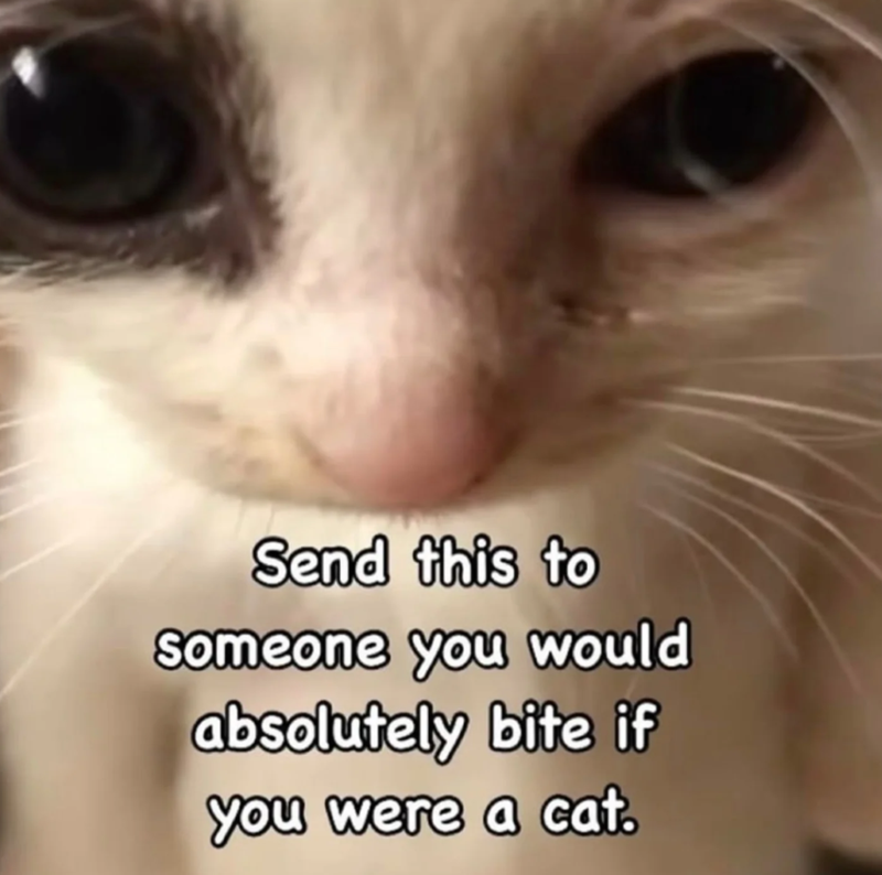 Send this to Someone you would absolutely bite if you were a cat.