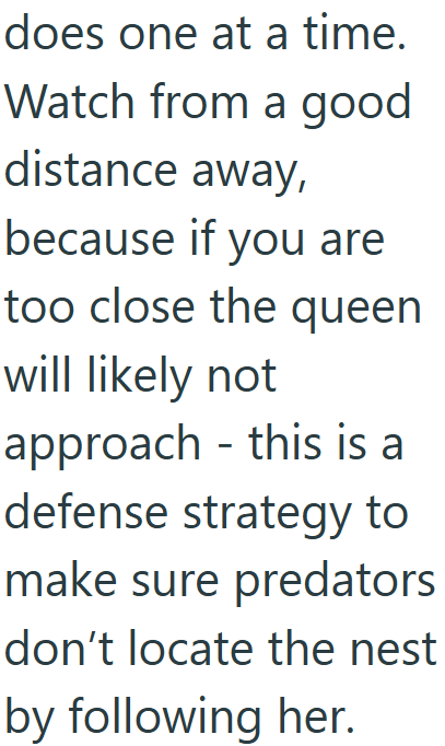 does one at a time. Watch from a good distance away, because if you are too close the queen will likely not approach - this is a defense strategy to make sure predators don't locate the nest by following her.