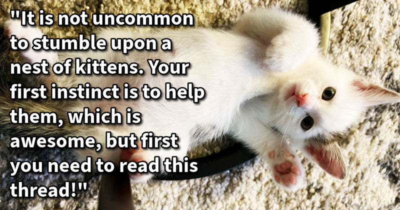 "It is not uncommon to stumble upon a nest of kittens. Your first instinct is to help them, which is awesome, but first you need to read this thread!"