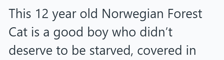 This 12 year old Norwegian Forest Cat is a good boy who didn't deserve to be starved, covered in