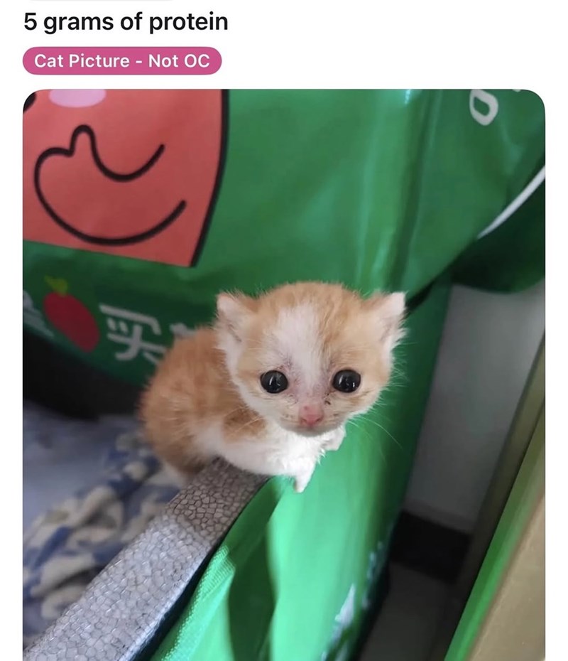 5 grams of protein Cat Picture - Not OC 买