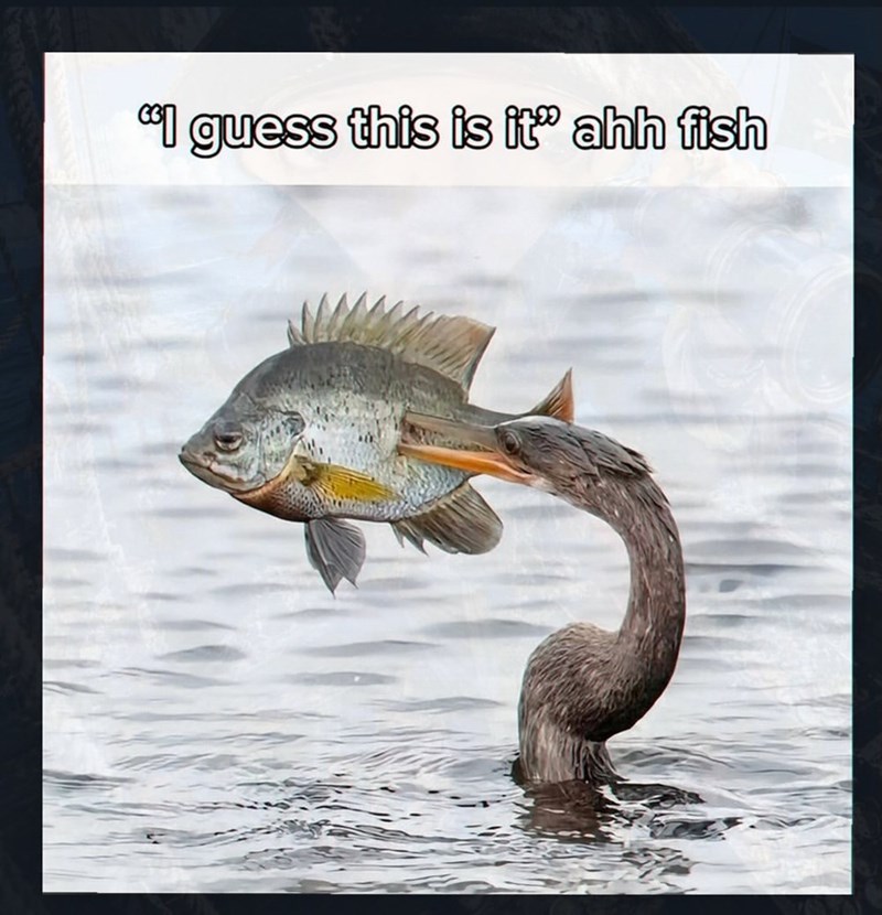 "I guess this is it" ahh fish