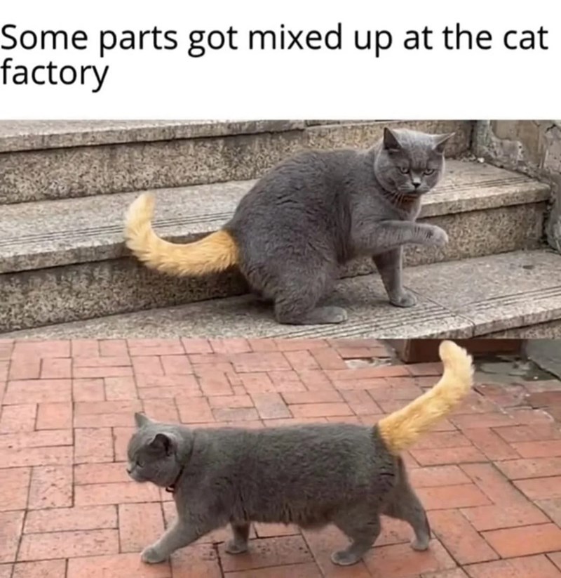 Some parts got mixed up at the cat factory