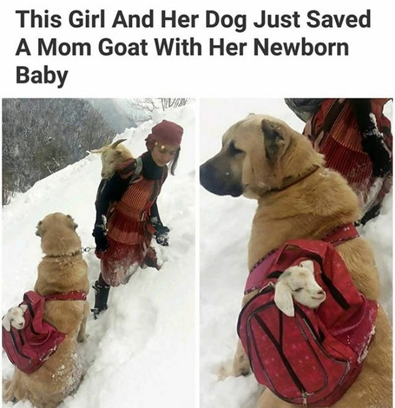 This Girl And Her Dog Just Saved A Mom Goat With Her Newborn Baby וועוך