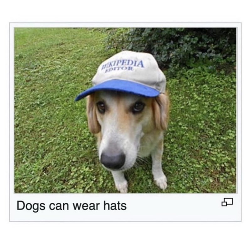 KIPEDIA EDITOR Dogs can wear hats