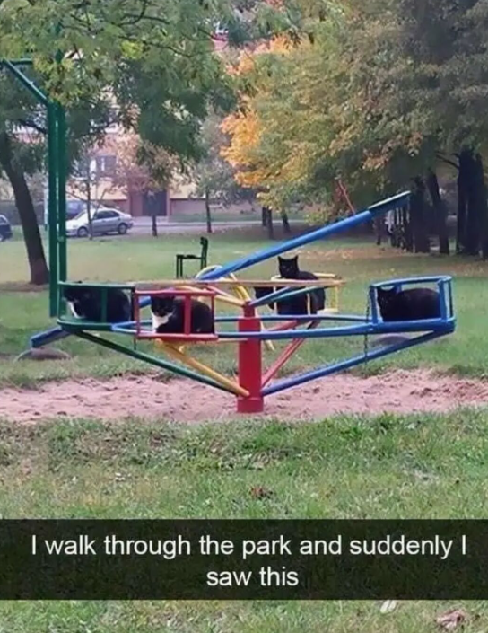 I walk through the park and suddenly I saw this