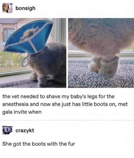 bonsigh the vet needed to shave my baby's legs for the anesthesia and now she just has little boots on, met gala invite when crazykt She got the boots with the fur