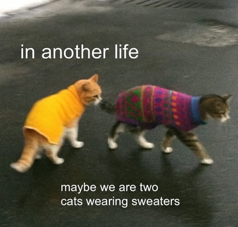 in another life maybe we are two cats wearing sweaters