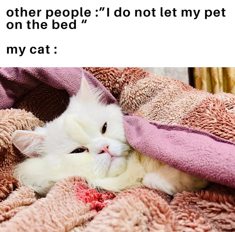 other people :"I do not let my pet on the bed " my cat :