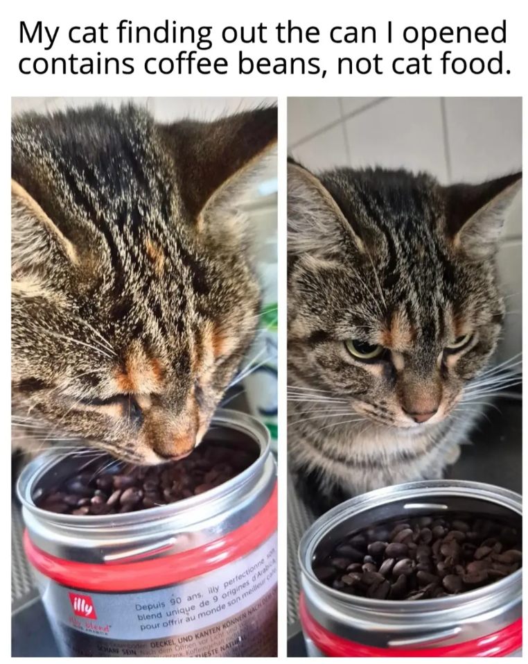 My cat finding out the can I opened contains coffee beans, not cat food. illy Depuis 90 ans, illy perfectionne son blend unique de 9 origines d'Arabica pour offrir au monde son meilleur cale SCHARF SEIN Nach dem Offnen vor Licht und wa umboden DECKEL UND KANTEN KÖNNEN NACH DEM ank Koffeingehalt nichth ESTE NATUR