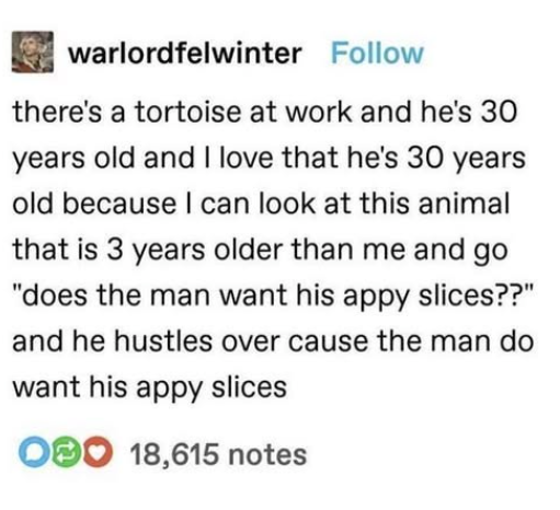 warlordfelwinter Follow there's a tortoise at work and he's 30 years old and I love that he's 30 years old because I can look at this animal that is 3 years older than me and go "does the man want his appy slices??" and he hustles over cause the man do want his appy slices 000 18,615 notes