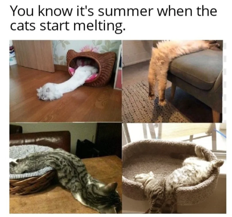 You know it's summer when the cats start melting.