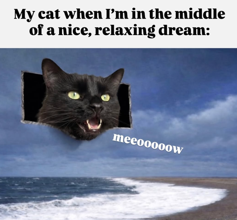 My cat when I'm in the middle of a nice, relaxing dream: meeooooow