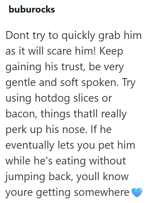 buburocks Dont try to quickly grab him as it will scare him! Keep gaining his trust, be very gentle and soft spoken. Try using hotdog slices or bacon, things thatll really perk up his nose. If he eventually lets you pet him. while he's eating without jumping back, youll know youre getting somewhere