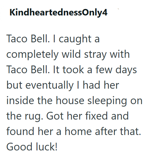 KindheartednessOnly4 Taco Bell. I caught a completely wild stray with Taco Bell. It took a few days but eventually I had her inside the house sleeping on the rug. Got her fixed and found her a home after that. Good luck!