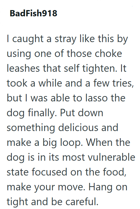 BadFish918 I caught a stray like this by using one of those choke leashes that self tighten. It took a while and a few tries, but I was able to lasso the dog finally. Put down something delicious and make a big loop. When the dog is in its most vulnerable state focused on the food, make your move. Hang on tight and be careful.