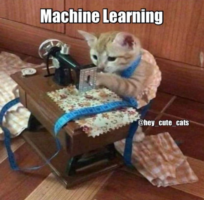 Machine Learning @hey_cute_cats