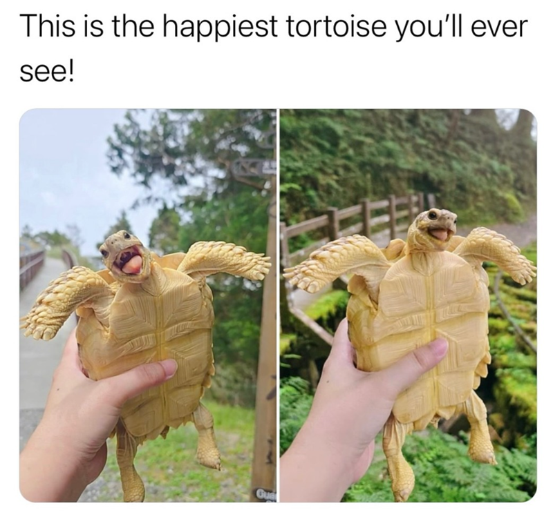 This is the happiest tortoise you'll ever see! Gua