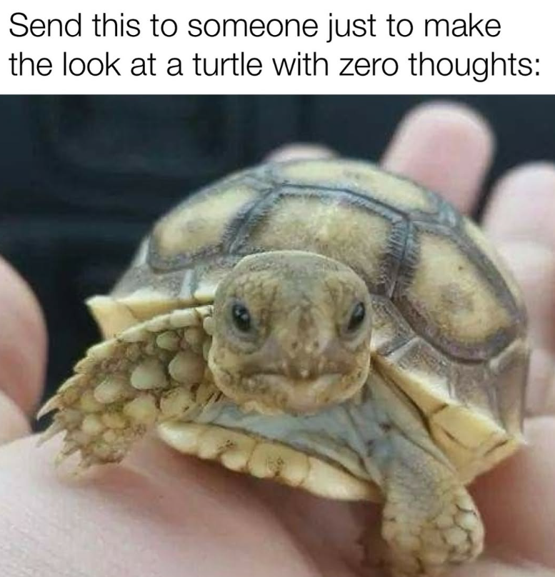 Send this to someone just to make the look at a turtle with zero thoughts:
