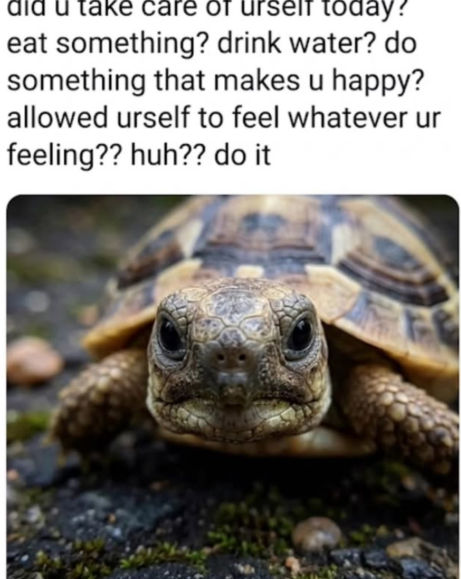 did u take care of urself today? eat something? drink water? do something that makes u happy? allowed urself to feel whatever ur feeling?? huh?? do it