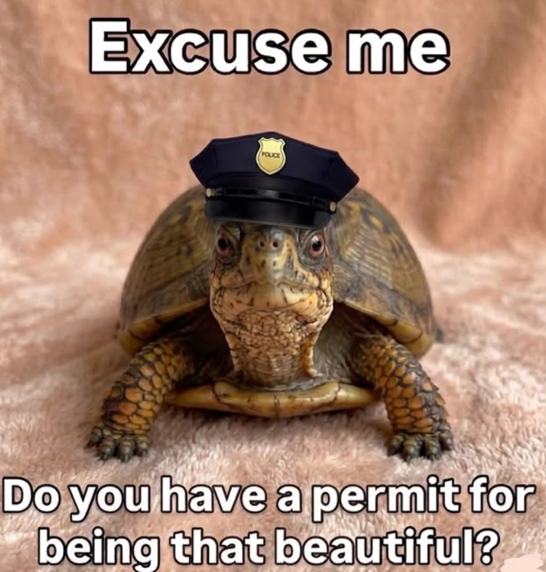 Excuse me POLICE Do you have a permit for being that beautiful?