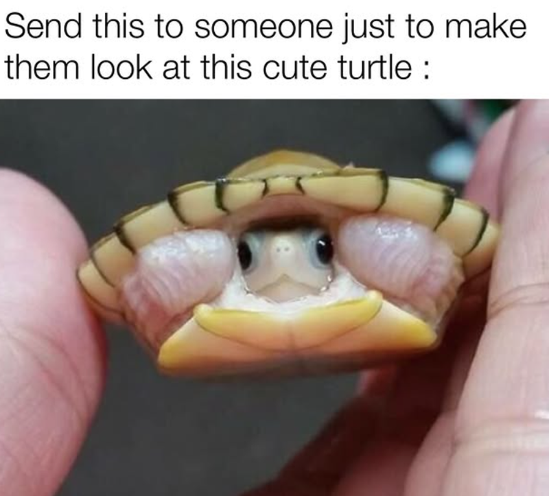 Send this to someone just to make them look at this cute turtle :