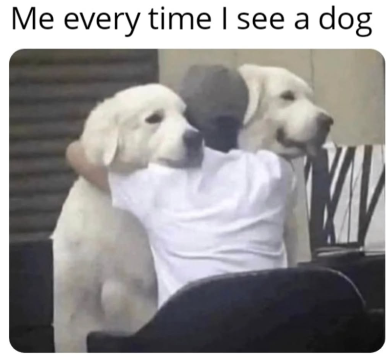Me every time I see a dog