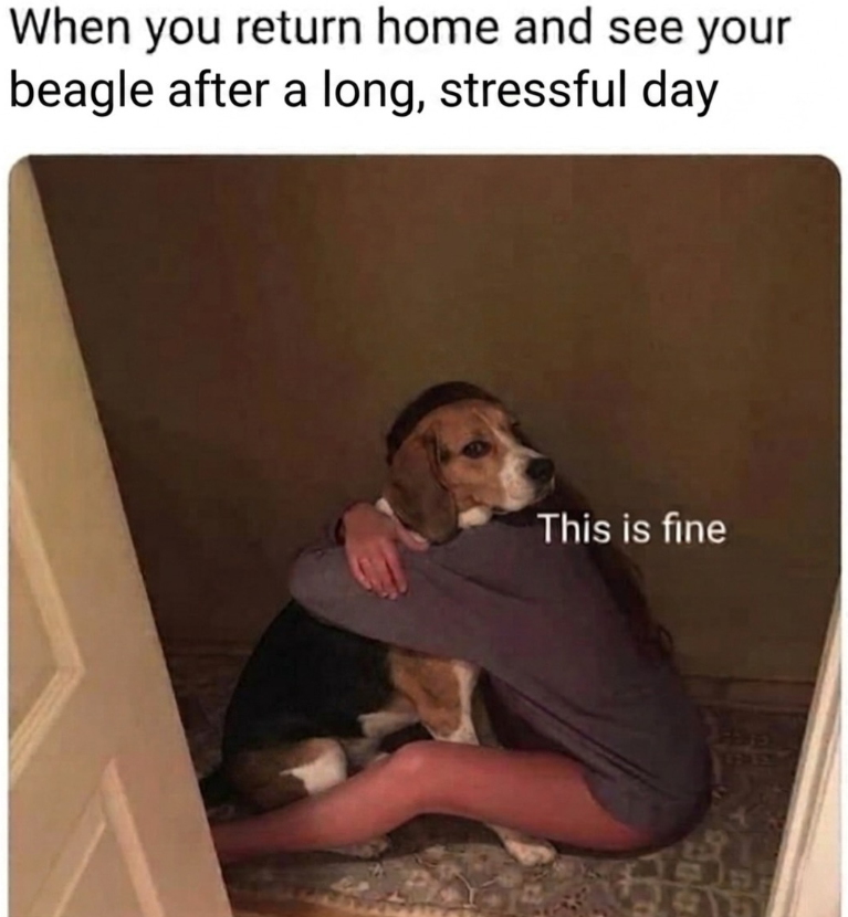 When you return home and see your beagle after a long, stressful day This is fine LERLES