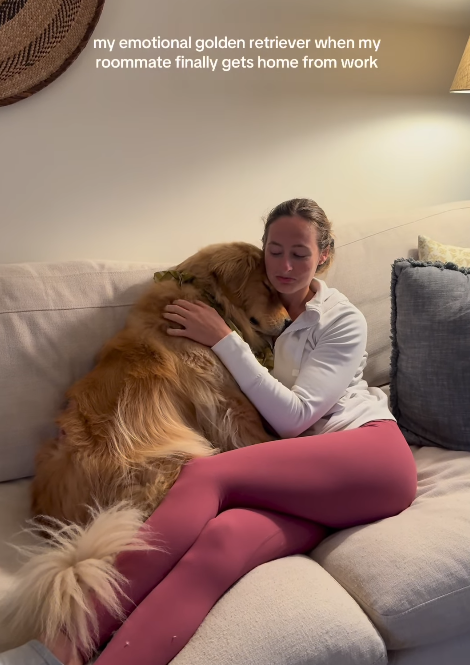 my emotional golden retriever when my roommate finally gets home from work