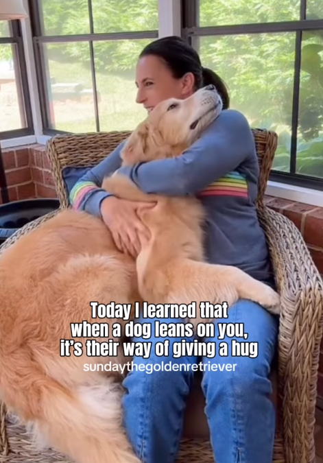 Today I learned that when a dog leans on you, it's their way of giving a hug sundaythegoldenretriever