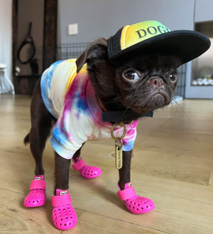 DOG oona mae