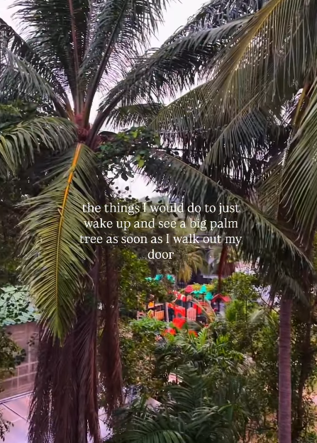 the things I would do to just wake up and see a big palm tree as soon as I walk out my door