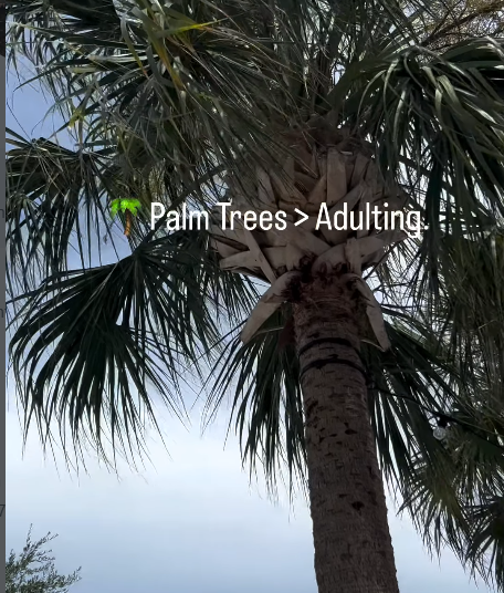 Palm Trees Adulting