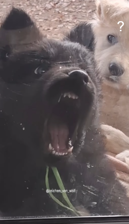 Bzeichen_von_wolf ?