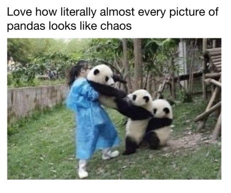 Love how literally almost every picture of pandas looks like chaos