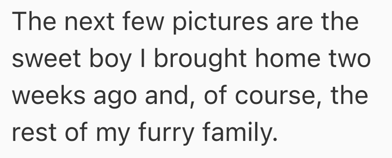 The next few pictures are the sweet boy I brought home two weeks ago and, of course, the rest of my furry family.
