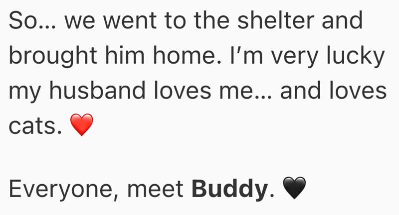 So... we went to the shelter and brought him home. I'm very lucky my husband loves me... and loves. cats. Everyone, meet Buddy.