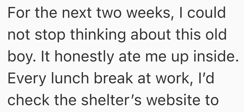 For the next two weeks, I could not stop thinking about this old boy. It honestly ate me up inside. Every lunch break at work, I'd check the shelter's website to