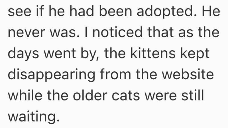 see if he had been adopted. He never was. I noticed that as the days went by, the kittens kept disappearing from the website while the older cats were still waiting.