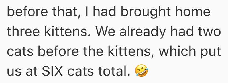 before that, I had brought home three kittens. We already had two cats before the kittens, which put us at SIX cats total.